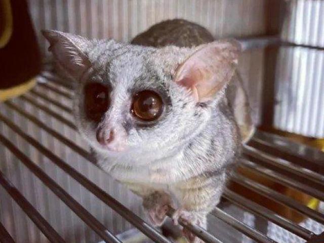 Bush Baby Female