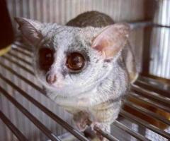 Bush Baby Female